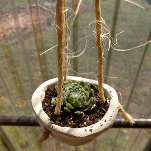 plant succulent in mini handmade hanging pot.